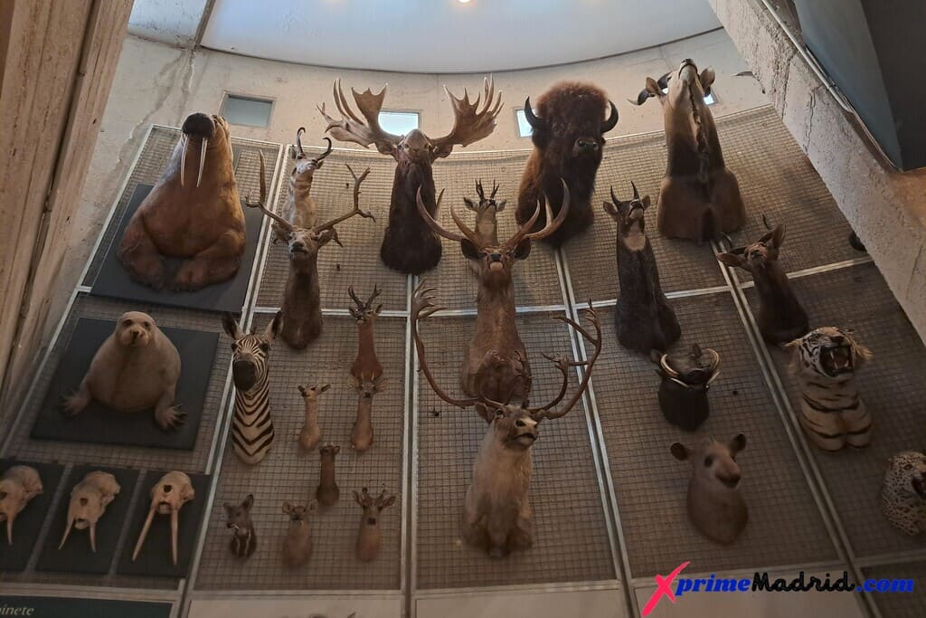 Animales disecados Real Gabimete de Historia Natural