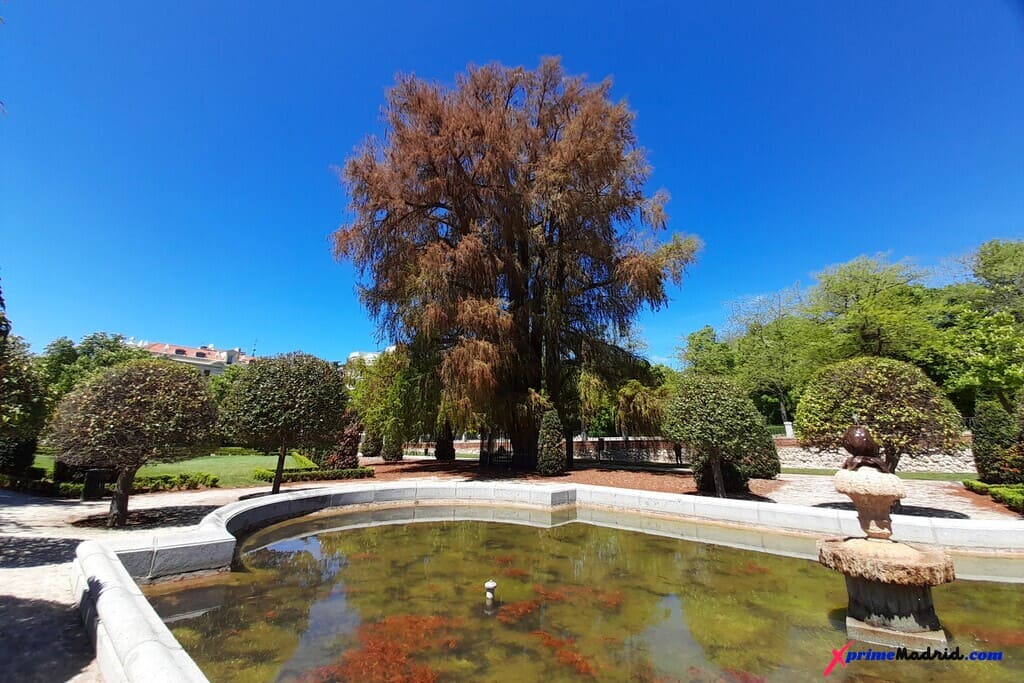 el Ahuehuete del Buen Retiro 