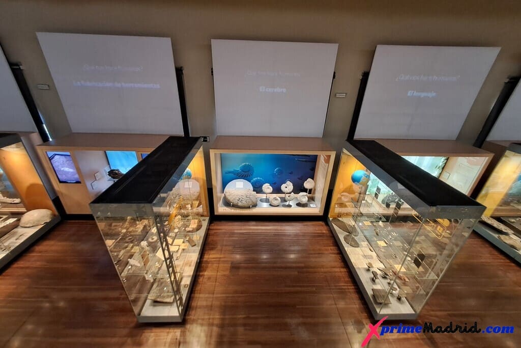 Colección Fósiles Museo de Ciencias Naturales