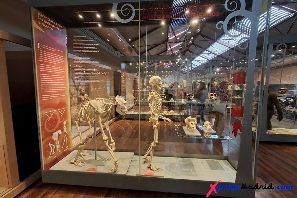 Comparación evolutiva homínidos Museo de Ciencias Naturales