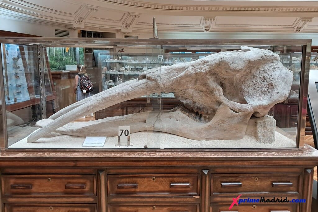Cráneo de Mastodonte - Museo Geomiero