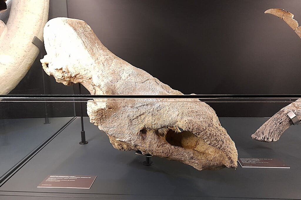 Cráneo de Rinoceronte Lanudo - Museo de San Isidro