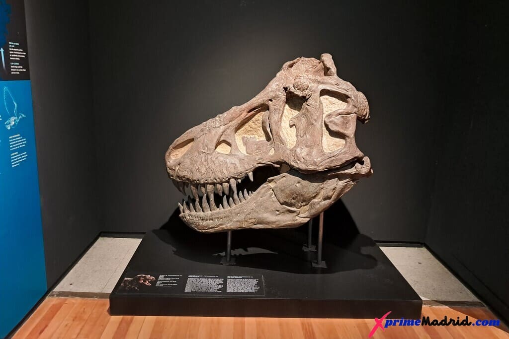 Cráneo de T-Rex Museo de Ciencias Naturales