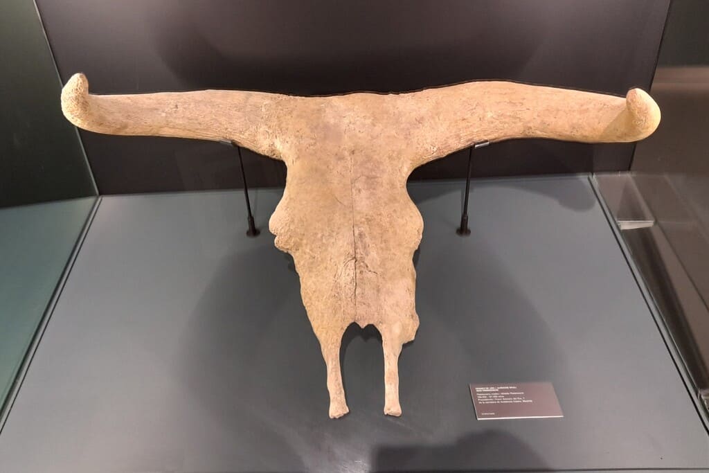 Cráneo de Uro - Museo de San Isidro