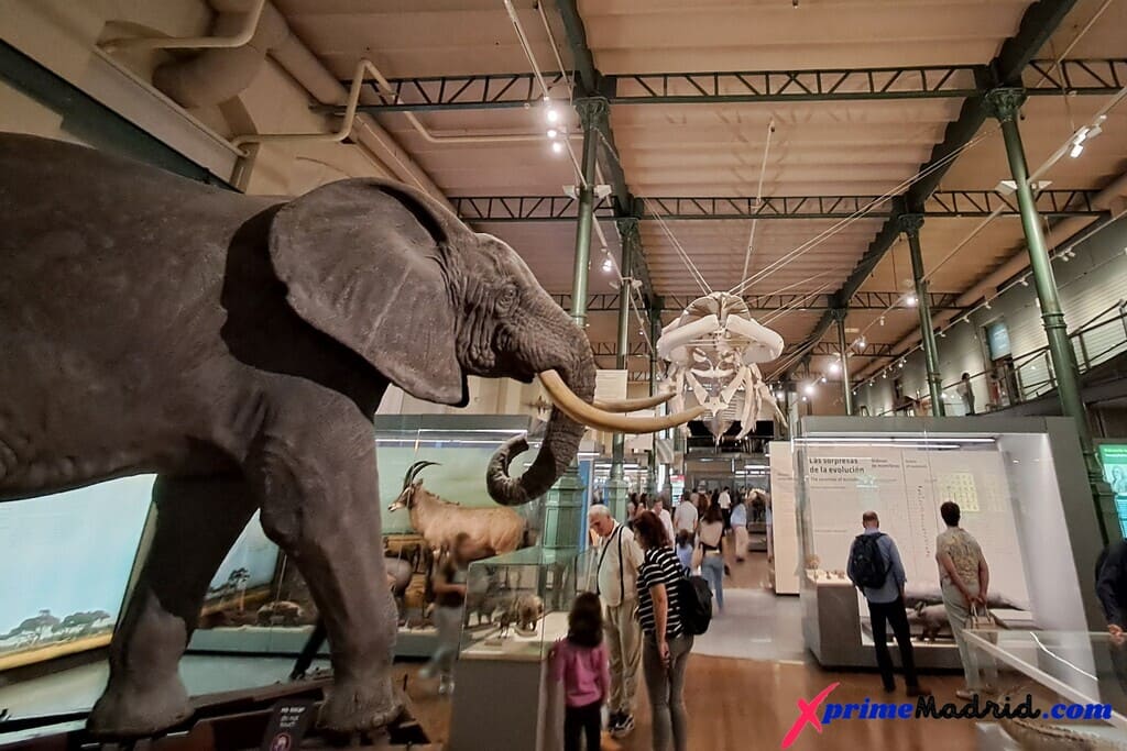 Elefante Africano Museo de Ciencias Naturales