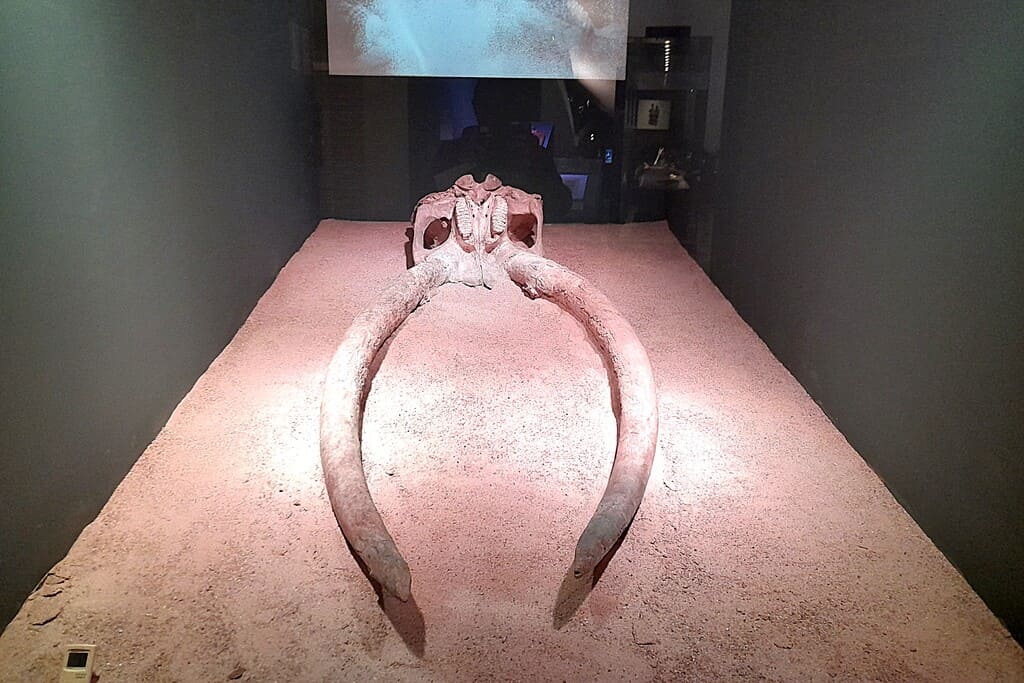 Elefante del pleistoceno - Museo de San Isidro
