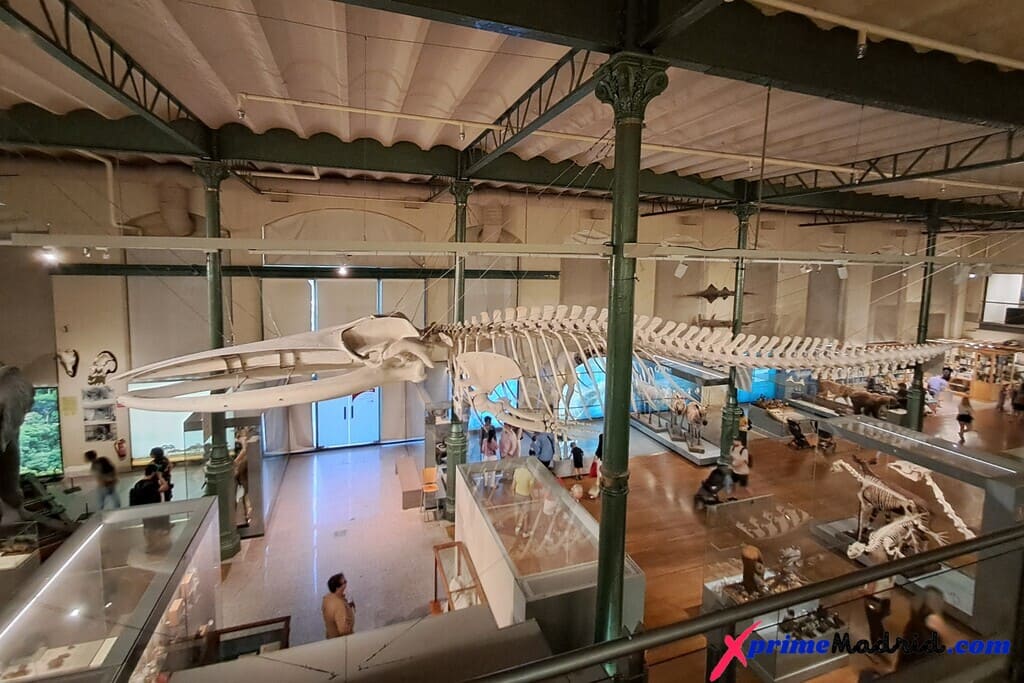 Esqueleto de Rorcual Museo de Ciencias Naturales