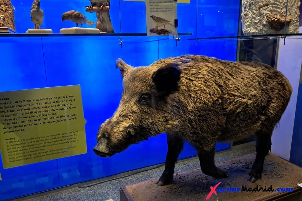 Jabalí de la sierra de guadarrama MNCN