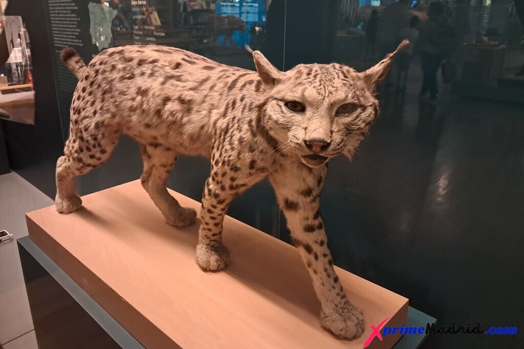 Lince Ibérico Museo Ciencias Naturales