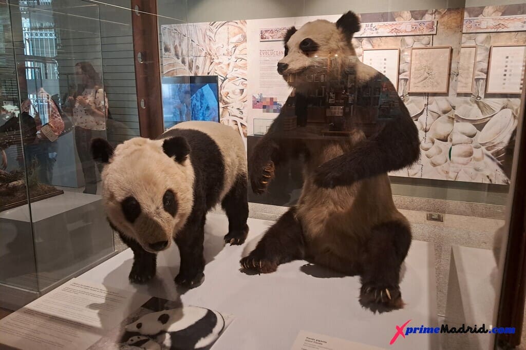 Osos Panda del Zoo en Museo Ciencias Naturales