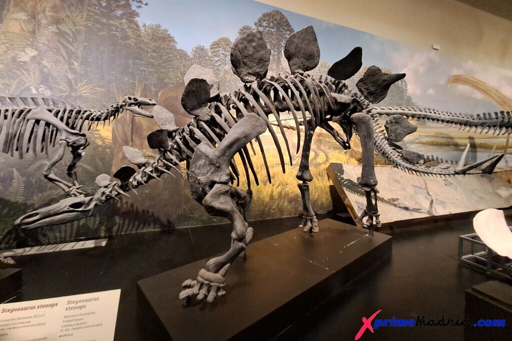 Stegosaurus Museo de Ciencias Naturales