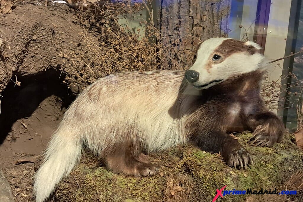 Tejón fauna sierra guadarrama MNCN