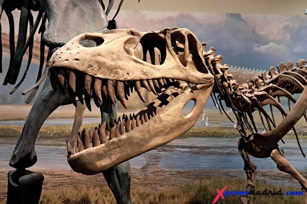 Dinosaurio Museo de Ciencias Naturales